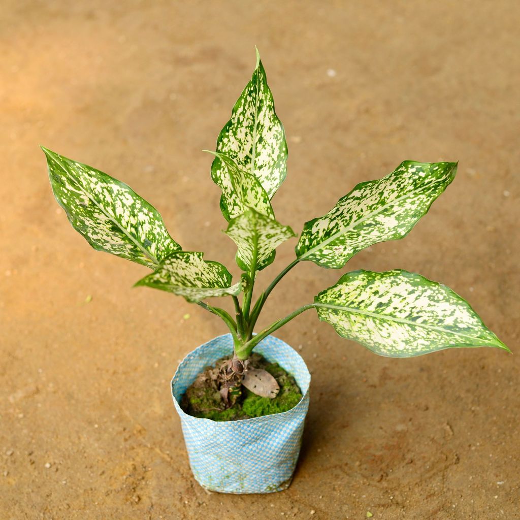 Aglaonema Spring Snow in 3 Inch Nursery Bag