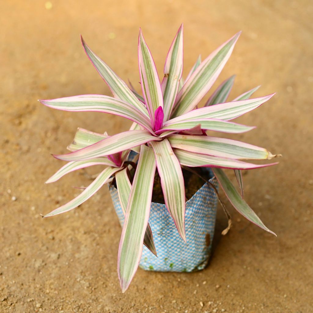 Wandering Jew Pink in 3 Inch Nursery Bag