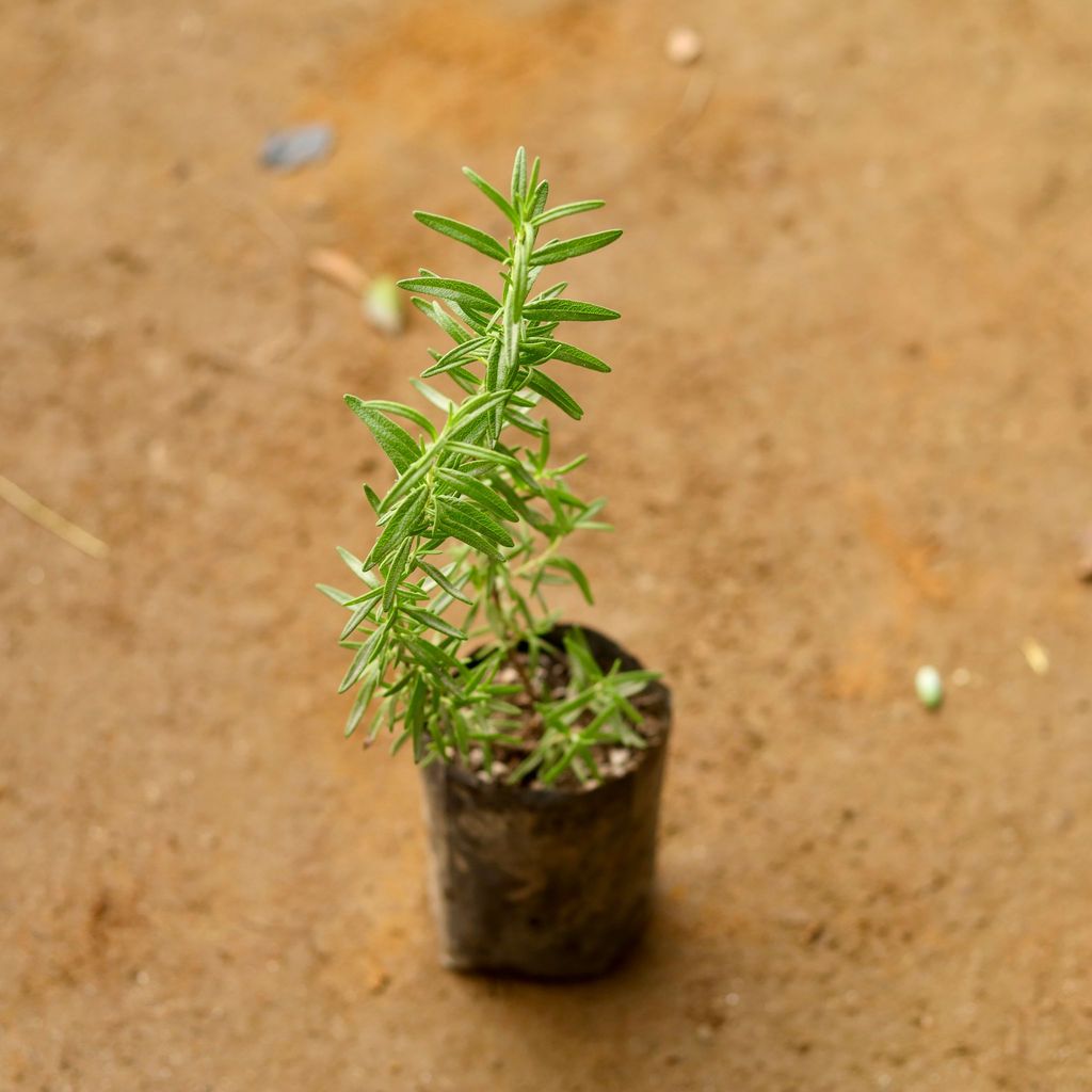 Rosemary in 3 Inch Nursery Bag