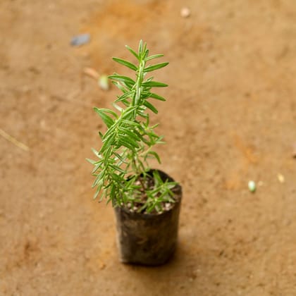 Buy Rosemary in 3 Inch Nursery Bag Online | Urvann.com