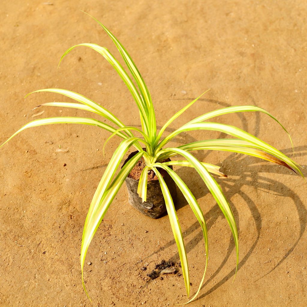 Pandanus in 4 Inch Nursery Bag