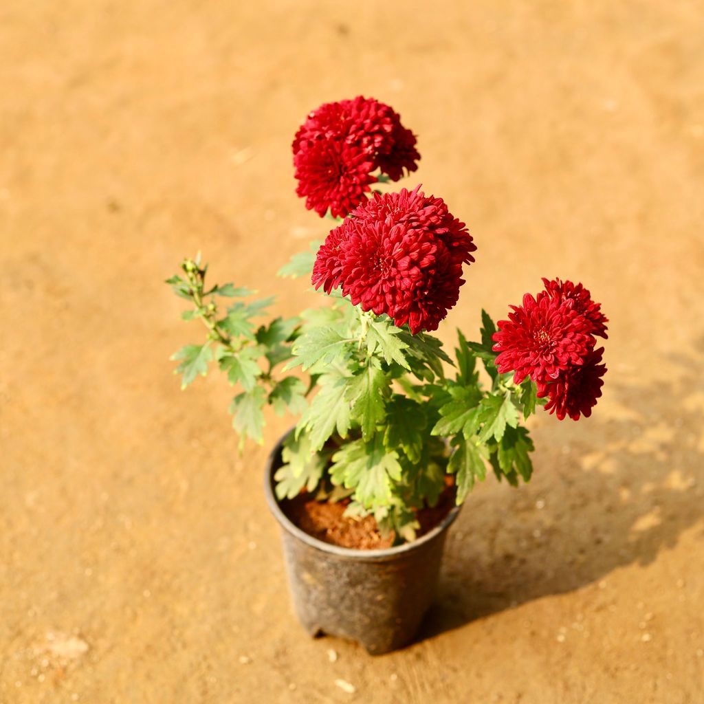 Chrysanthemum / Guldawari Red in 4 Inch Nursery Pot