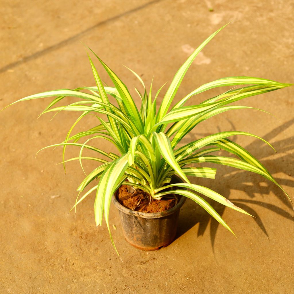 Pandanus / Spider Yellow in 6 Inch Nursery Pot