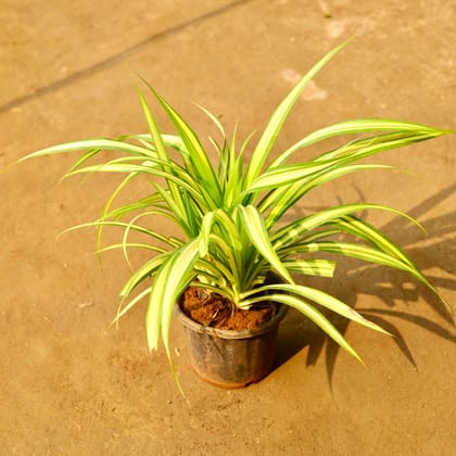 Buy Pendanus / Spider Yellow in 6 Inch Nursery Pot Online | Urvann.com