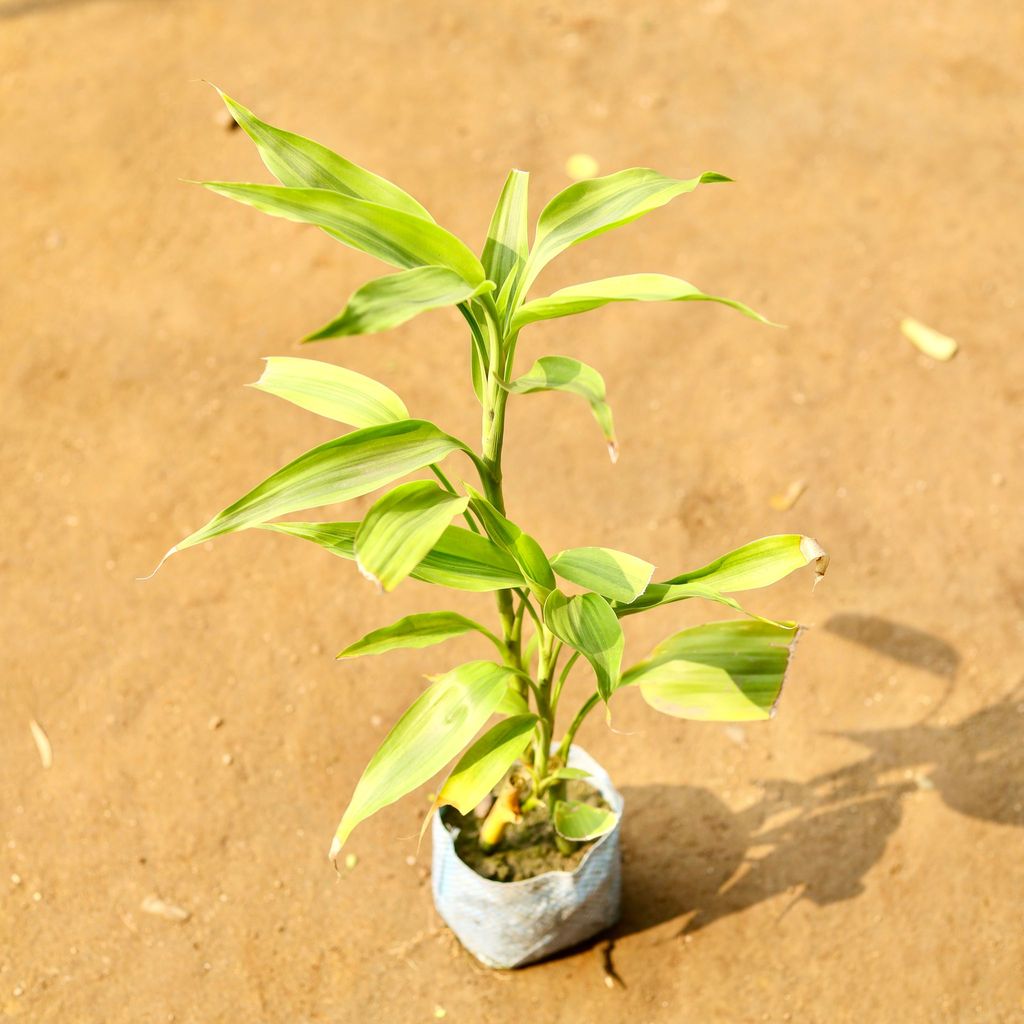 Golden Lucky Bamboo in 3 Inch Nursery Bag