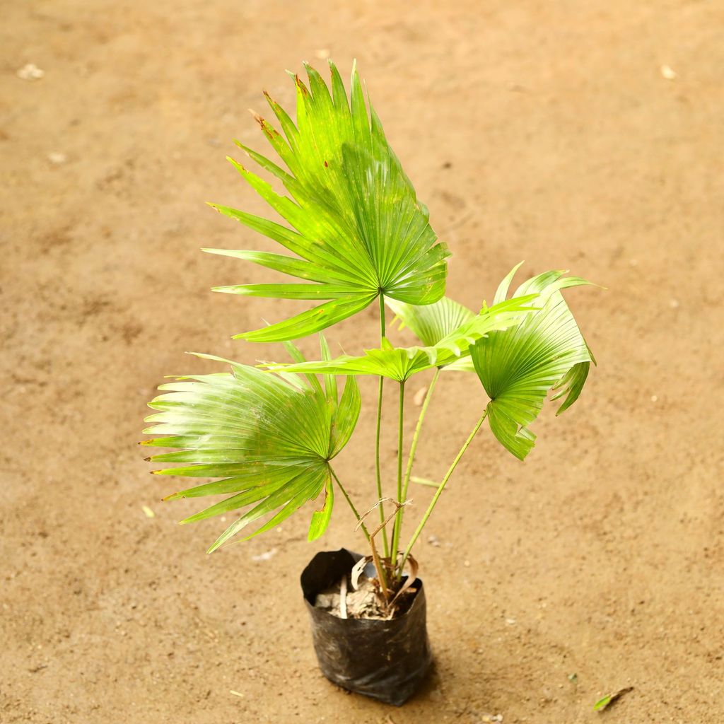 China / Fan Palm in 3 Inch Nursery Bag