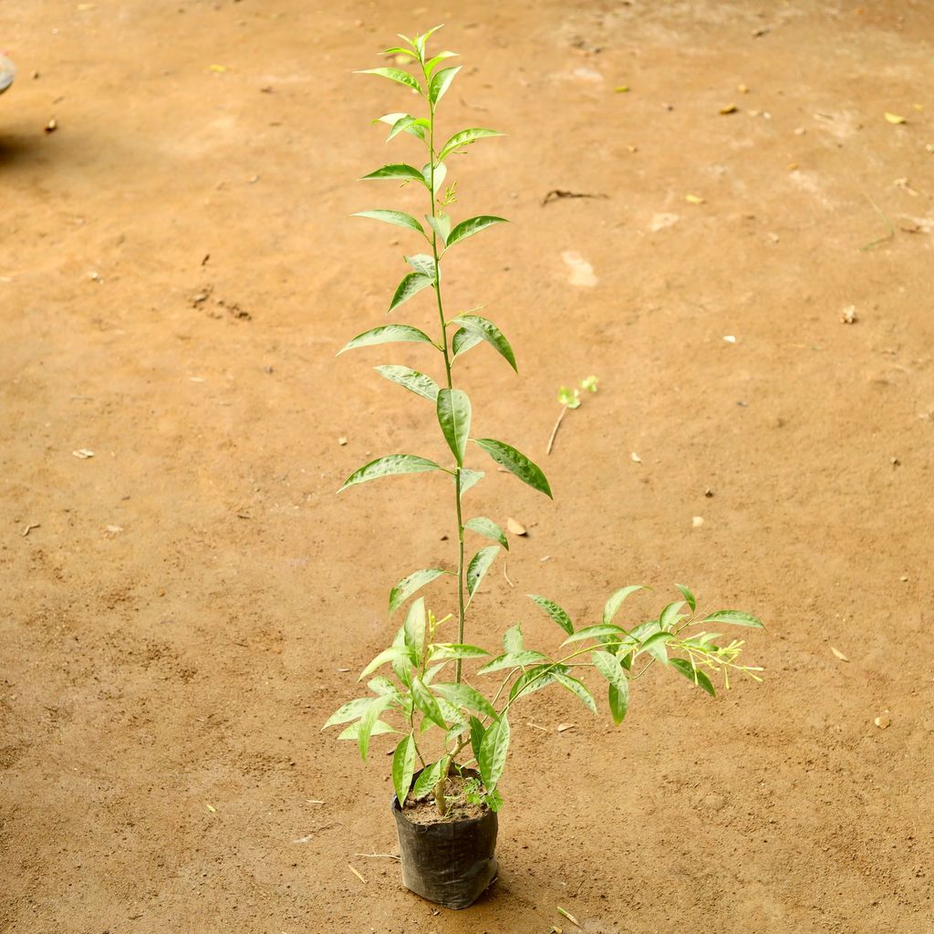 Raat ki Rani / Night Blooming Jasmine White in 4 Inch Nursery Bag