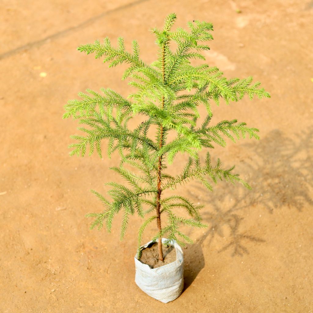 Araucaria / Christmas Tree in 3 Inch Nursery Bag