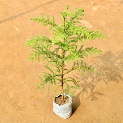 Buy Araucaria / Christmas Tree in 3 Inch Nursery Bag Online | Urvann.com