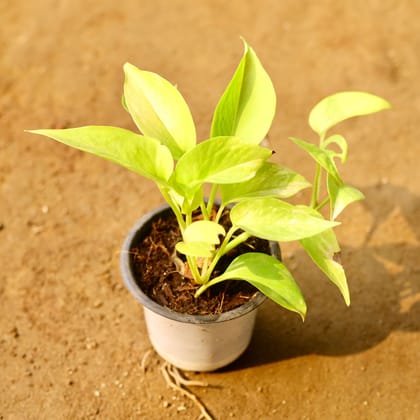 Buy Money Plant Golden in 3 Inch Nursery Pot Online | Urvann.com