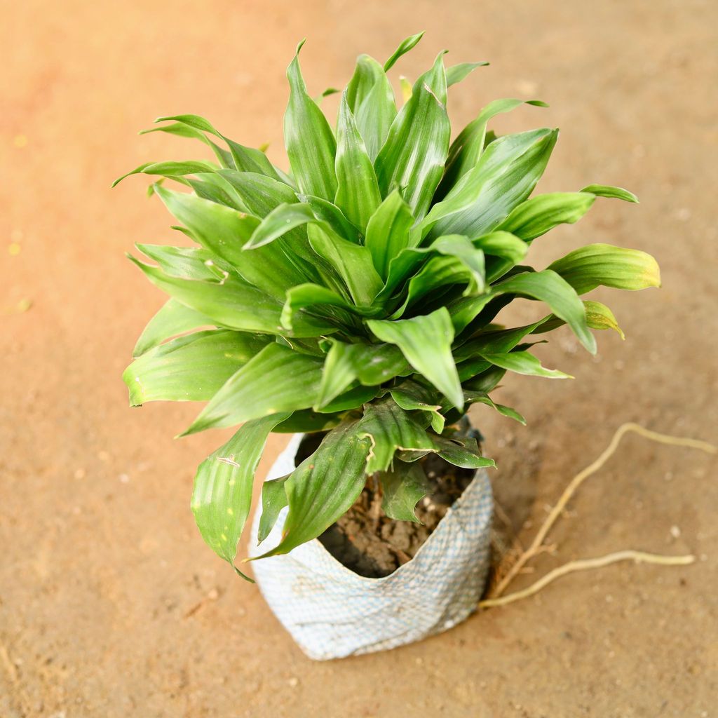 Dracaena Compacta in 3 Inch Nursery Bag