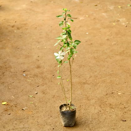 Buy Hibiscus / Gudhal White in 4 Inch Nursery Bag Online | Urvann.com