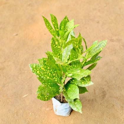 Buy Baby Croton Yellow in 3 Inch Nursery Bag Online | Urvann.com