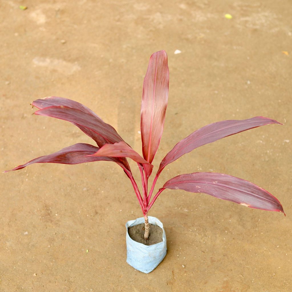 Dracaena Mahatma in 3 Inch Nursery Bag