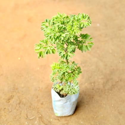 Buy Aralia Green in 3 Inch Nursery Bag Online | Urvann.com