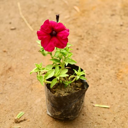 Buy Petunia Purple in 3 Inch Nursery Bag Online | Urvann.com