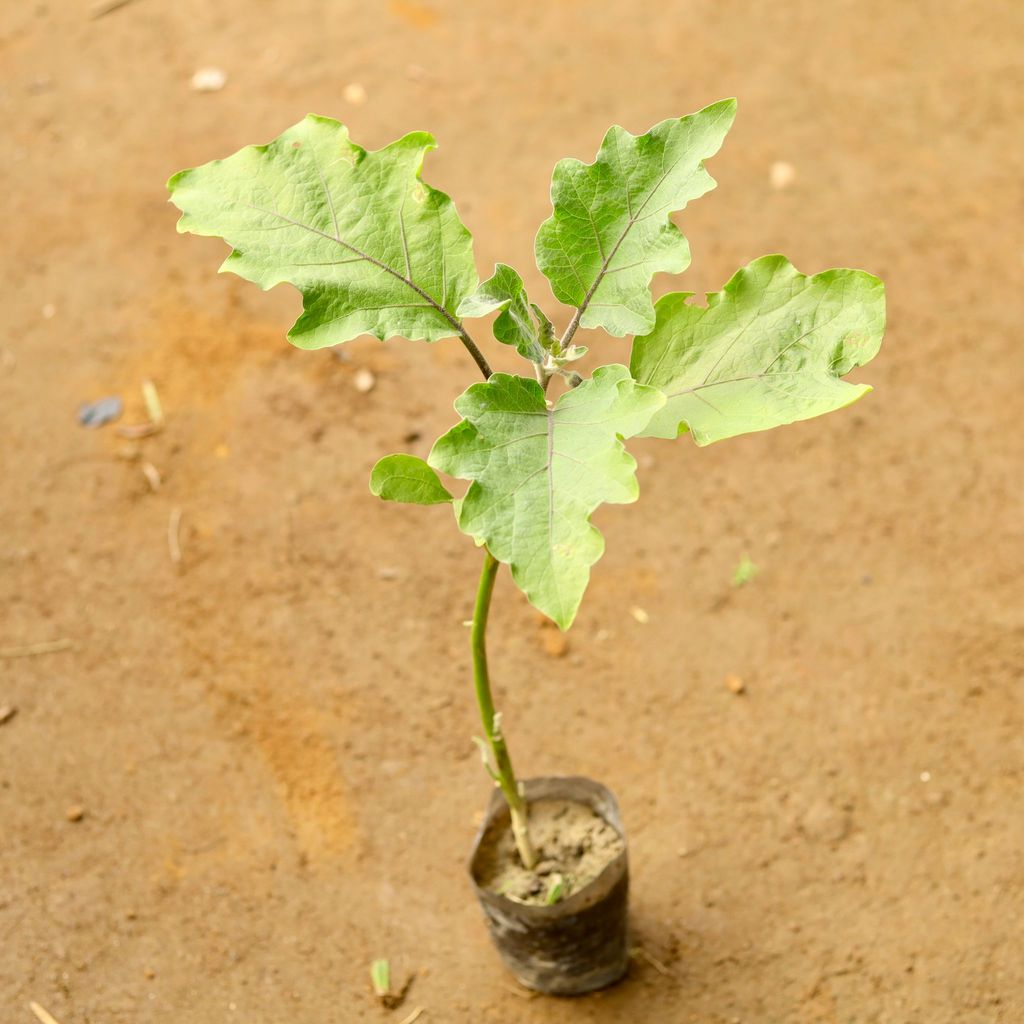 Brinjal / Baigan in 3 Inch Nursery Bag