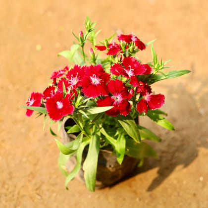 Buy Dianthus Red in 4 Inch Nursery Bag Online | Urvann.com