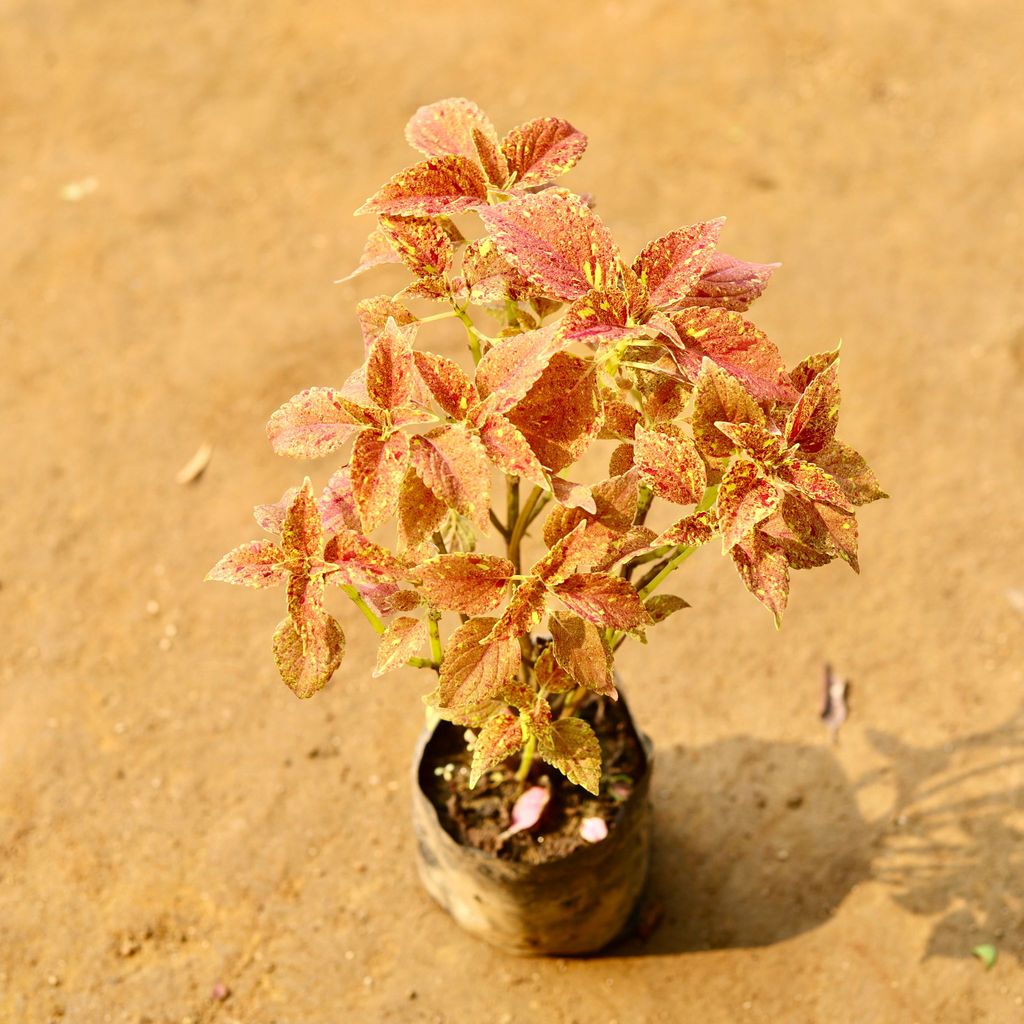 Coleus Link Red (any design) in 4 Inch Nursery Bag