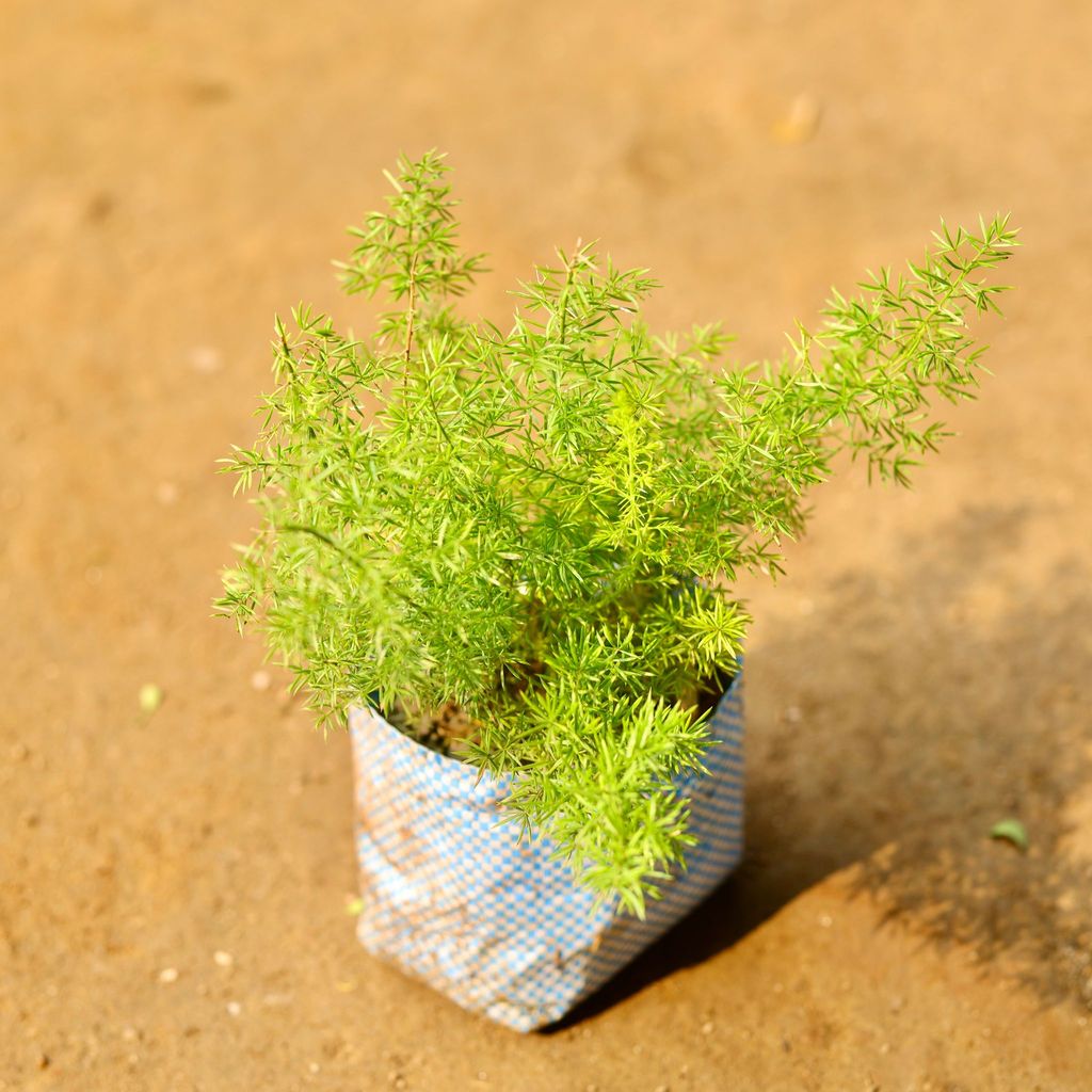 Asparagus Mary in 3 Inch Nursery Bag