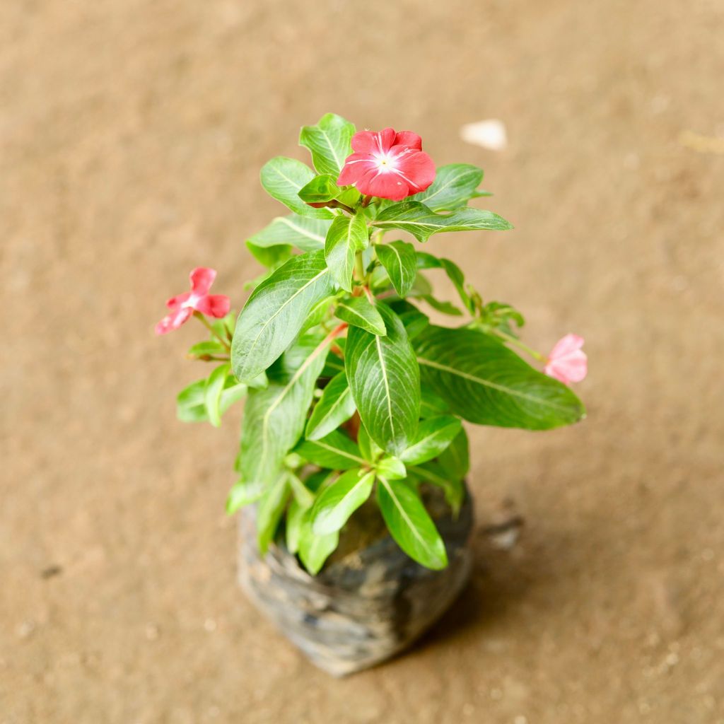 Periwinkle / Vinca / Sadabahar Red in 4 Inch Nursery Bag