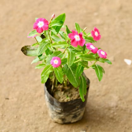 Buy Periwinkle / Vinca / Sadabahar Dark Pink in 4 Inch Nursery Bag Online | Urvann.com