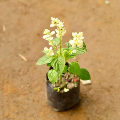 Buy Salvia (any colour) in 3 Inch Nursery Bag Online | Urvann.com