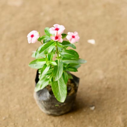 Buy Periwinkle / Vinca / Sadabahar Pink in 4 Inch Nursery Bag Online | Urvann.com