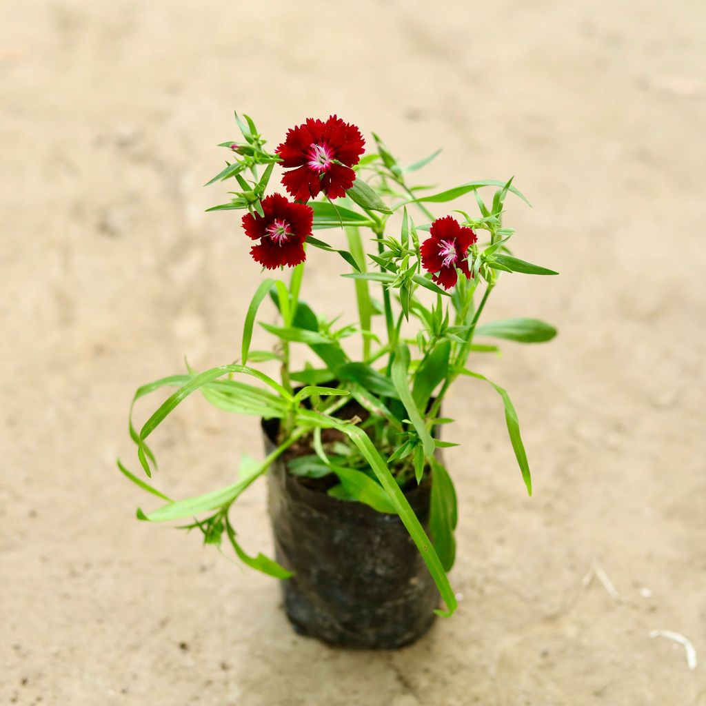 Dianthus any colour  in 3 Inch Nursery Bag