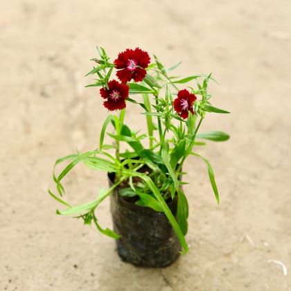 Buy Dianthus Red in 4 Inch Nursery Bag Online | Urvann.com