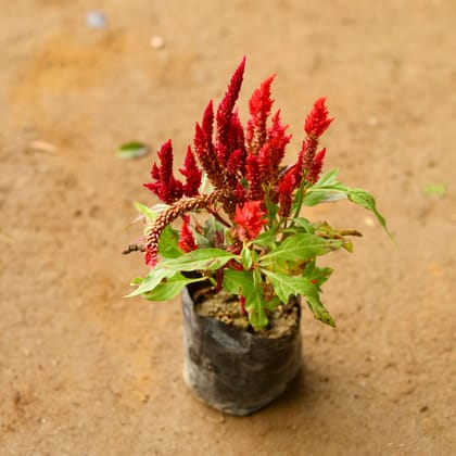 Buy Cockscomb Red in 3 Inch Nursery Bag Online | Urvann.com