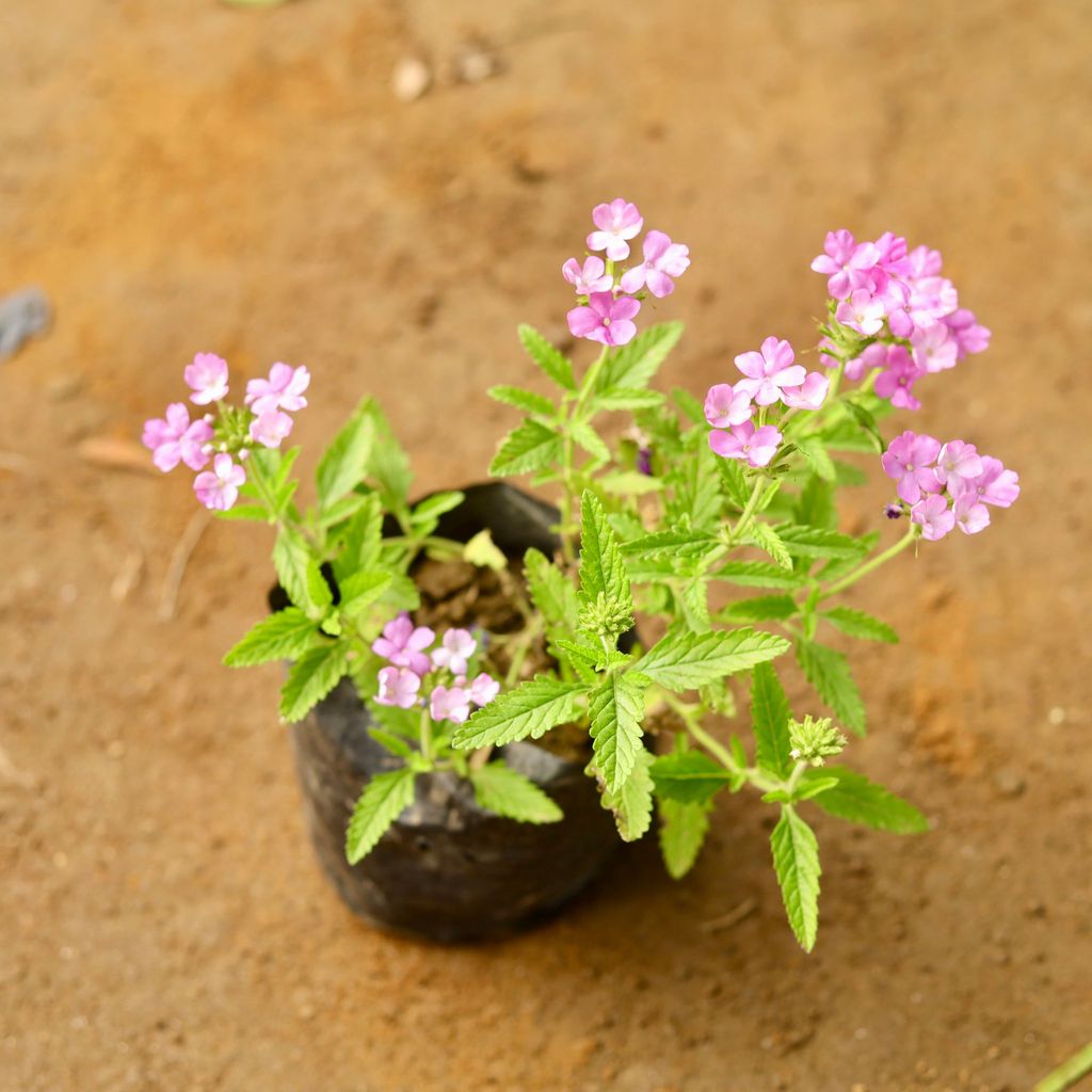 Verbena (any colour) in 4 Inch Nursery Bag