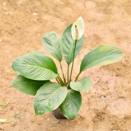 Buy Peace Lily Long Leaf White in 6 Inch Nursery Bag Online | Urvann.com