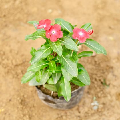 Buy Periwinkle / Vinca / Sadabahar (any colour) in 4 Inch Nursery Bag Online | Urvann.com