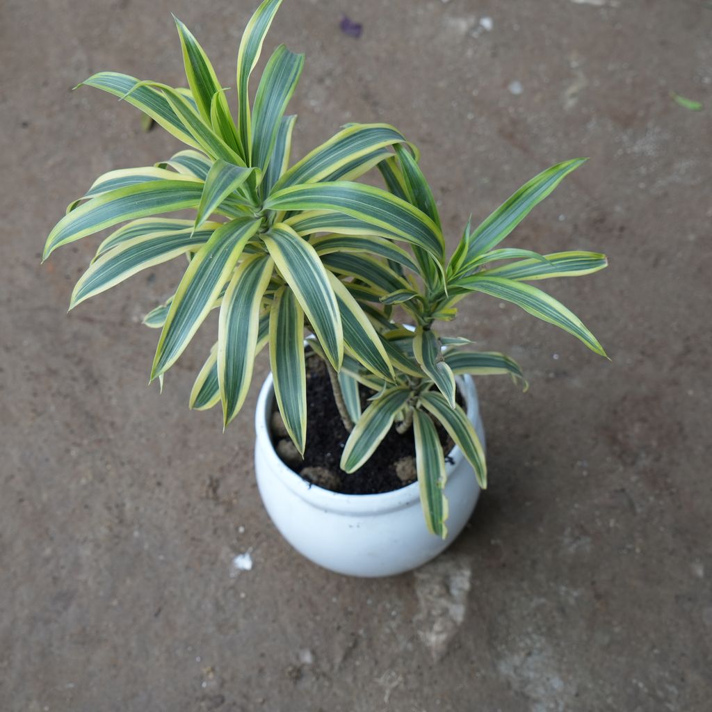 Song of India in 8 Inch Classy White Matki Ceramic Pot