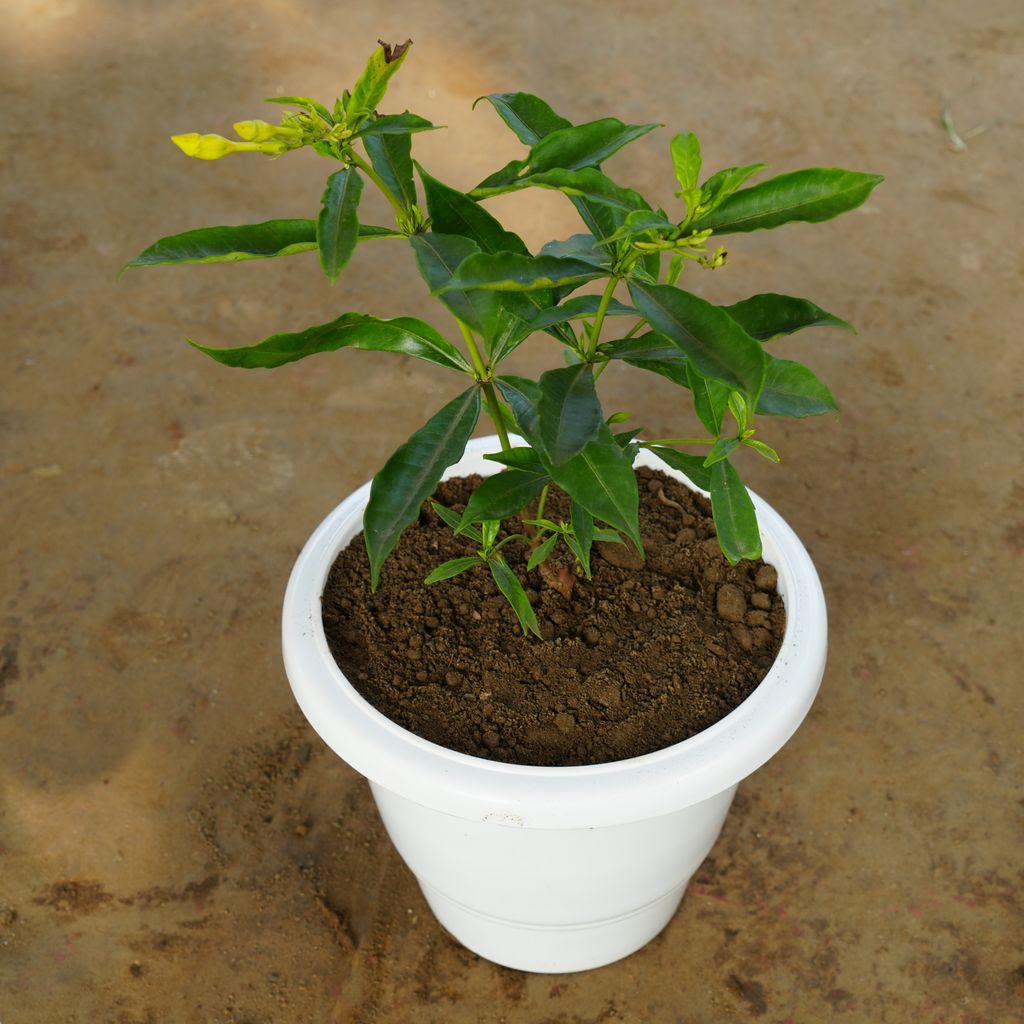 Allamanda Yellow in 12 Inch Classy White Plastic Pot