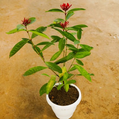 Buy Ixora Red in 8 Inch Classy White Plastic Pot Online | Urvann.com