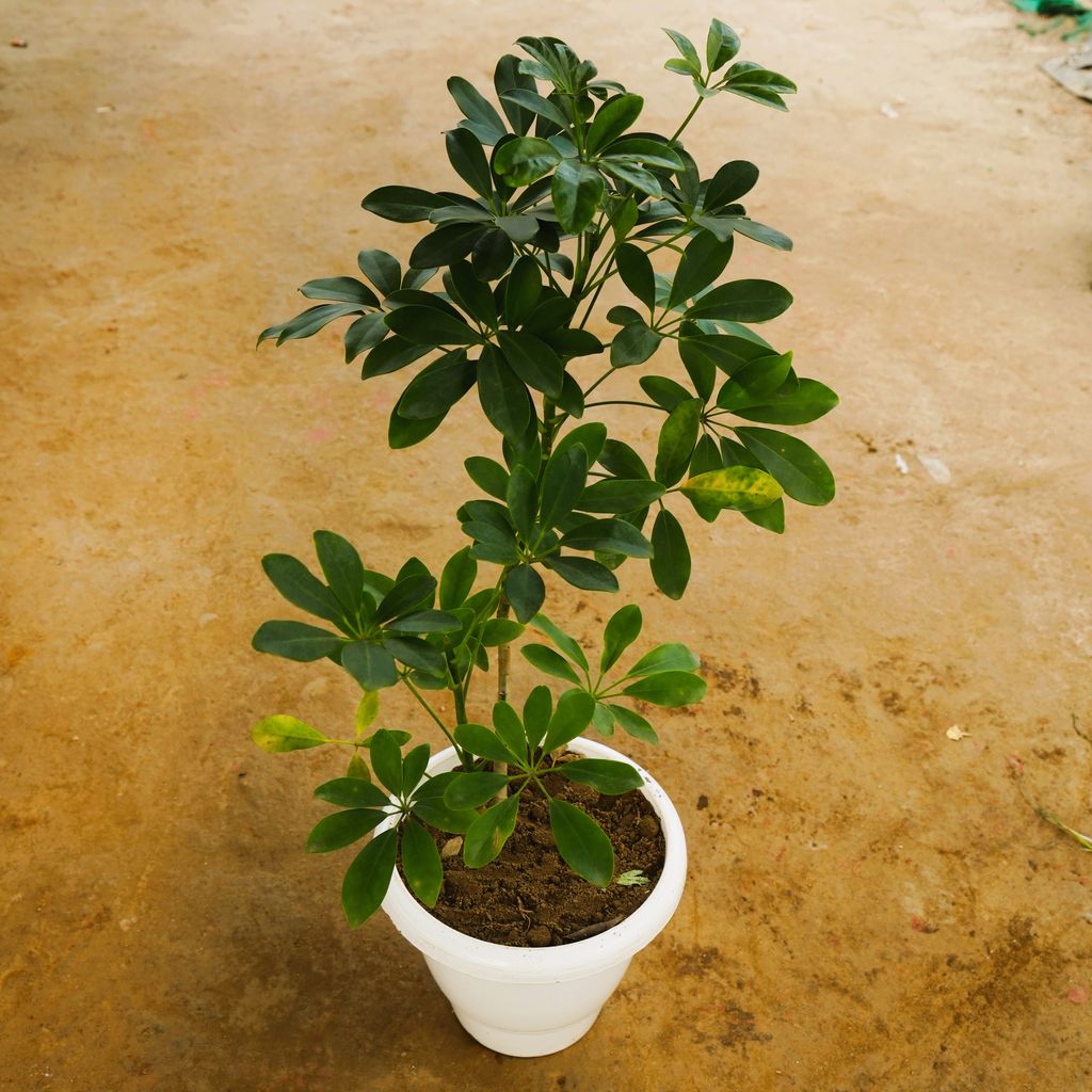 Schefflera Green (~ 1 Ft) in 10 Inch Classy White Plastic Pot