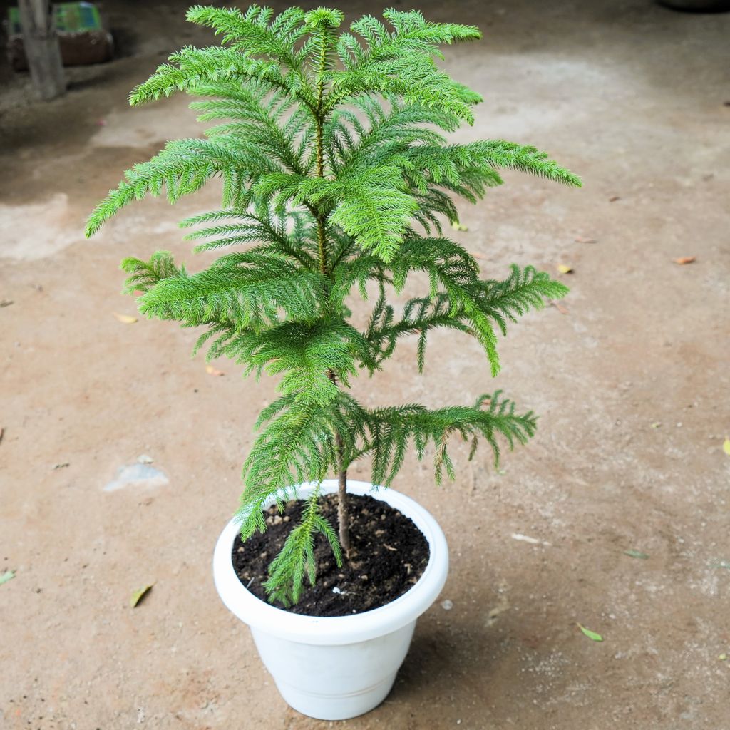 Araucaria / Christmas Tree (~ 2 Ft) in 12 Inch Classy White Plastic Pot