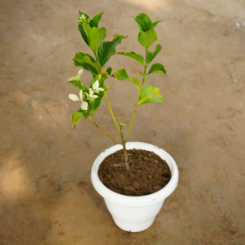 Mussaenda White in 10 Inch Classy White Plastic Pot