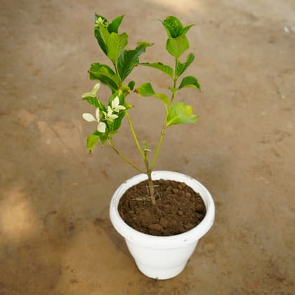 Buy Mussaenda White in 10 Inch Classy White Plastic Pot Online | Urvann.com