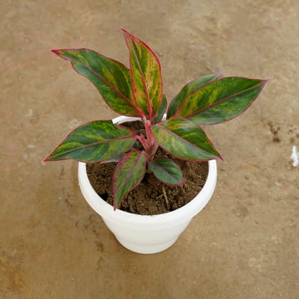 Buy Aglaonema Lipstick in 8 Inch Classy White Plastic Pot Online | Urvann.com