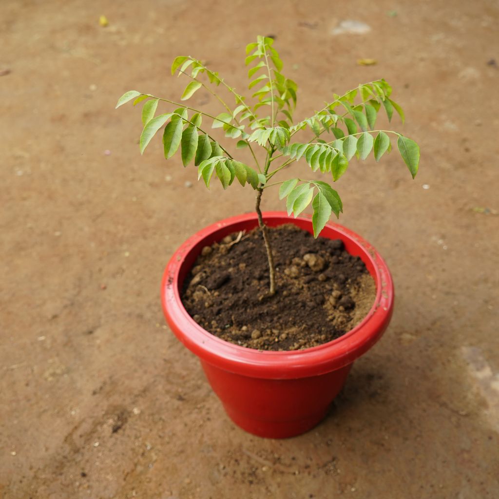 Curry Patta in 8 Inch Classy Red Plastic Pot