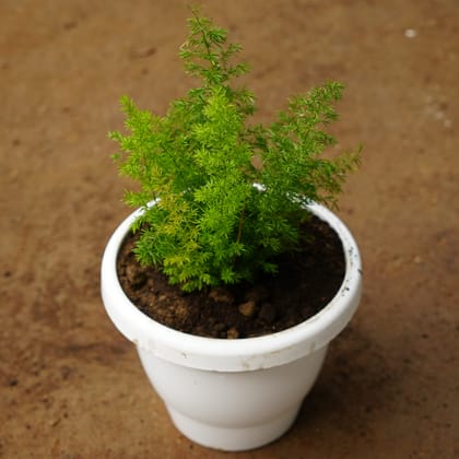 Buy Asparagus Mary in 8 Inch Classy White Plastic Pot Online | Urvann.com