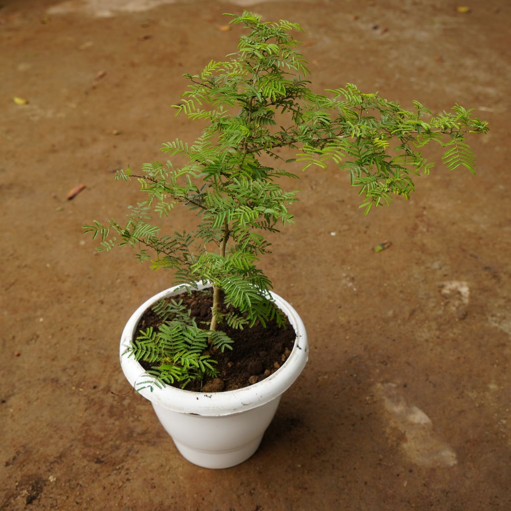 Shami Plant in 10 Inch Classy White Plastic Pot