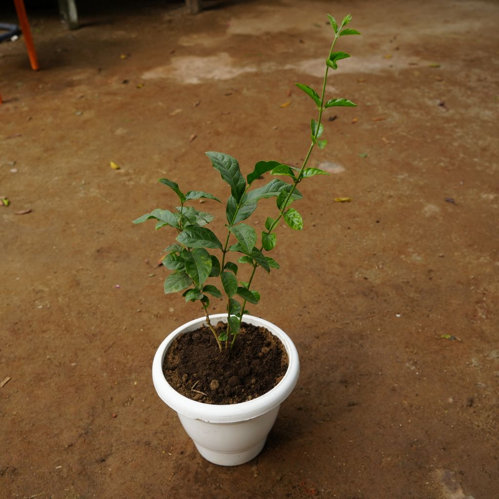 Mogra / Jasmine in 10 Inch Classy White Plastic Pot