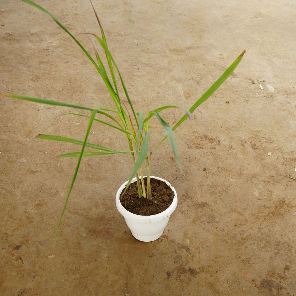 Lemon Grass in 8 Inch Classy White Plastic Pot