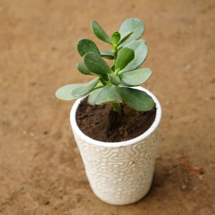 Buy Crassula Succulent in 4 Inch Classy White Balti Designer Ceramic Pot (any colour) Online | Urvann.com