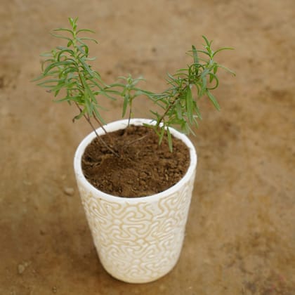 Buy Rosemary in 4 Inch Classy White Balti Designer Ceramic Pot (any design) Online | Urvann.com