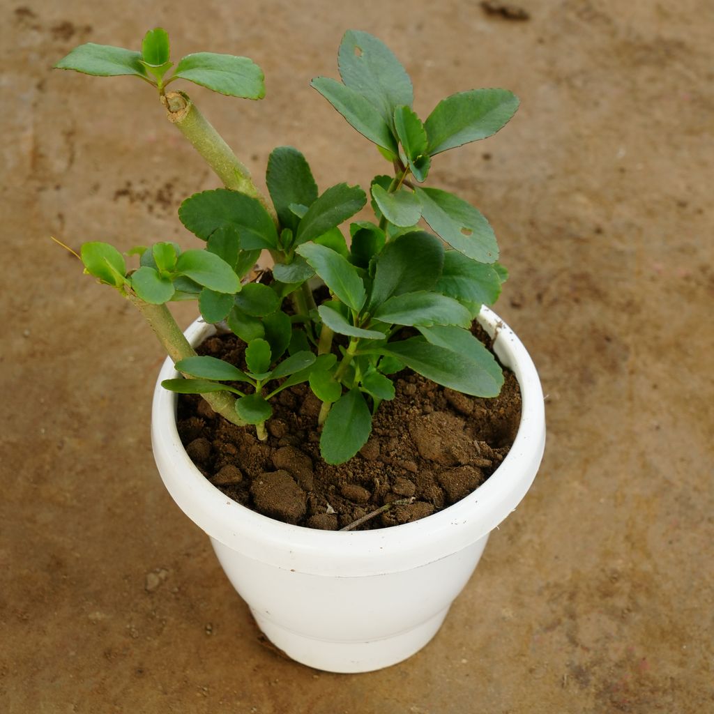 Patharchatta / Kalanchoe Pinnata in 8 Inch Classy White Plastic Pot